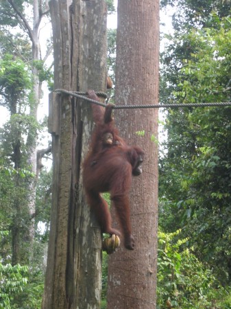 Orang outan a Borneo