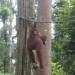 Orang outan a Borneo